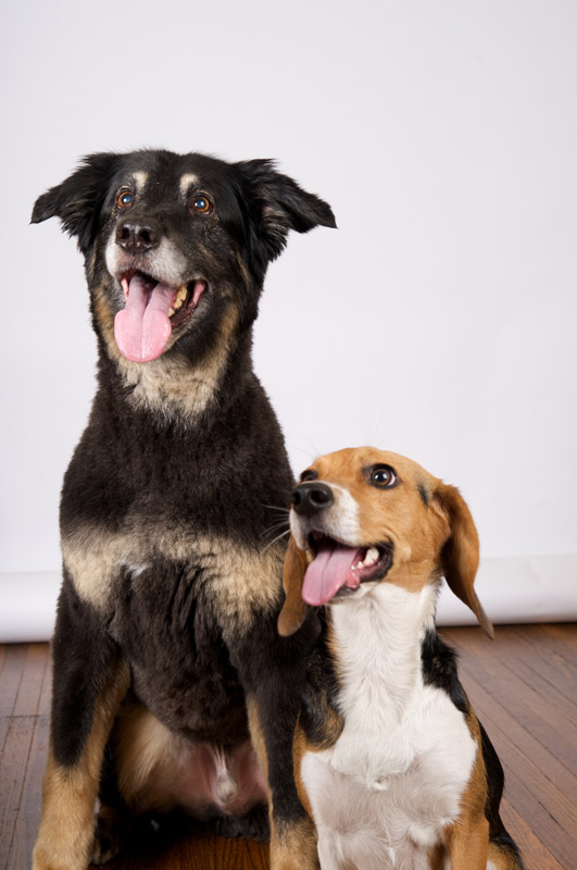 Woody and Fred excited for their natural pet food!