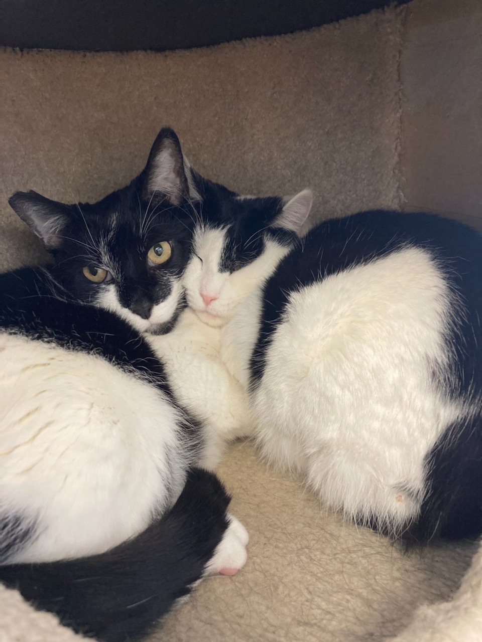 Henry and Holly