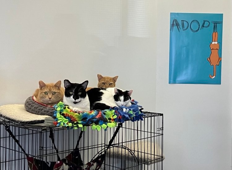 Set of Cat Friends