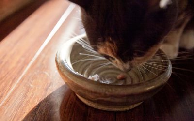 Transitioning Your Pet